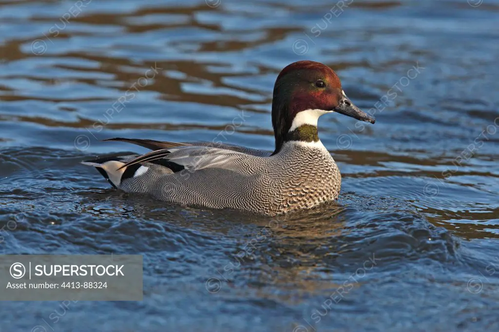 Male Falcated duck swimming United-Kingdom