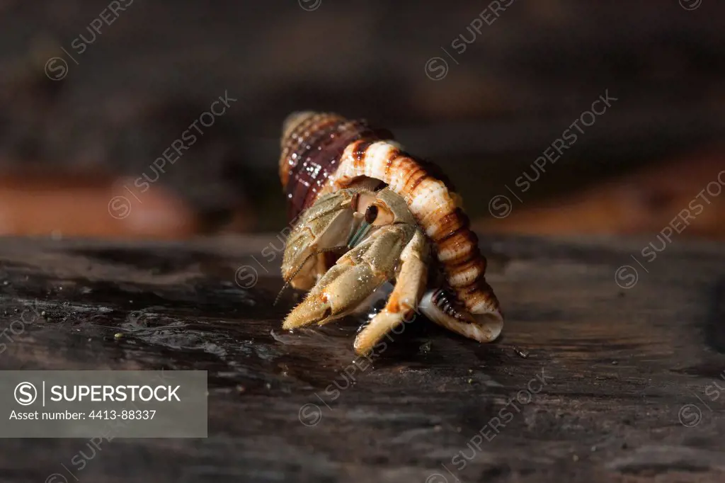 Hermit Crab Corcovado National Park Costa Rica
