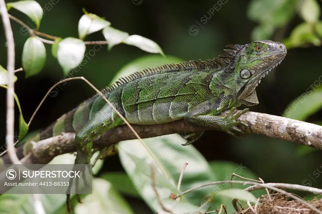 Green Iguana on a branch Tortuguero Costa Rica