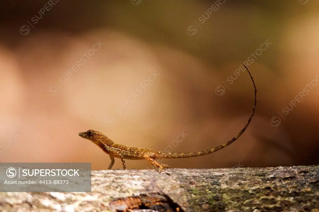 Anole Lizard on a branch Corcovado Costa Rica