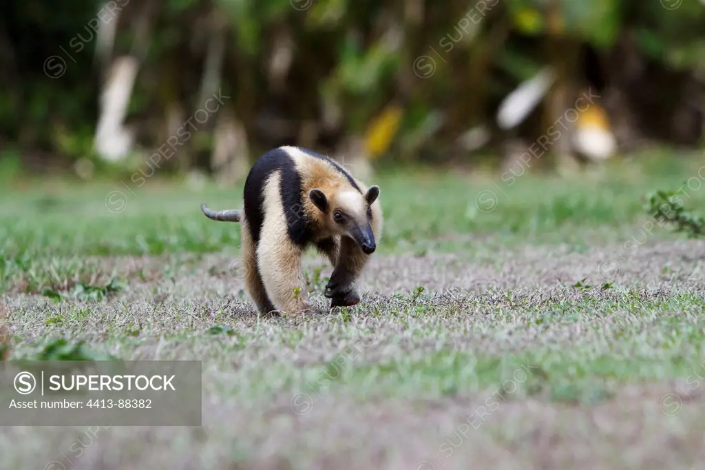 Northern Tamandua walking Corcovado Costa Rica