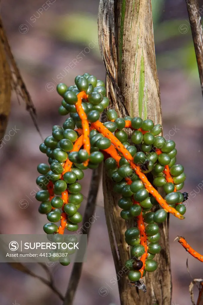 Fruits cluster in forest Corcovado Costa Rica