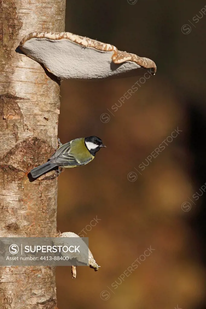 Great tit standing on the trunk of a birch Great Britain