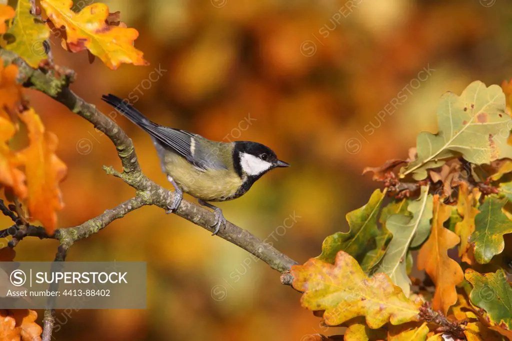 Great tit perched in an oak in autumn Great Britain