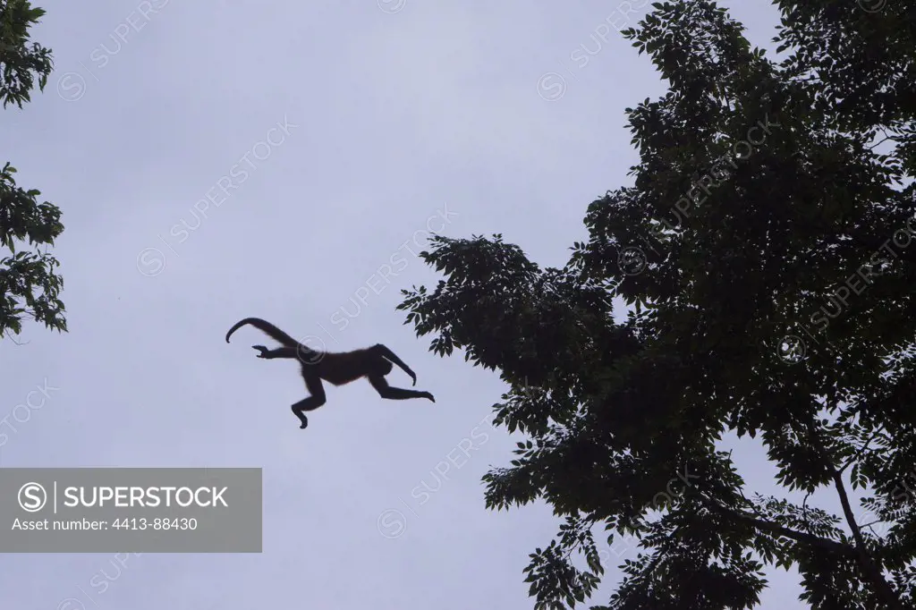 Spider Monkey jumping to a tree Corcovado Costa Rica