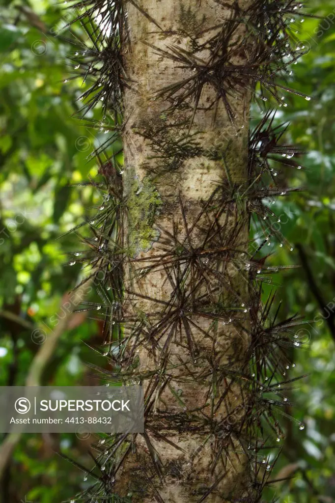 Spiny trunk Corcovado National Park Costa Rica