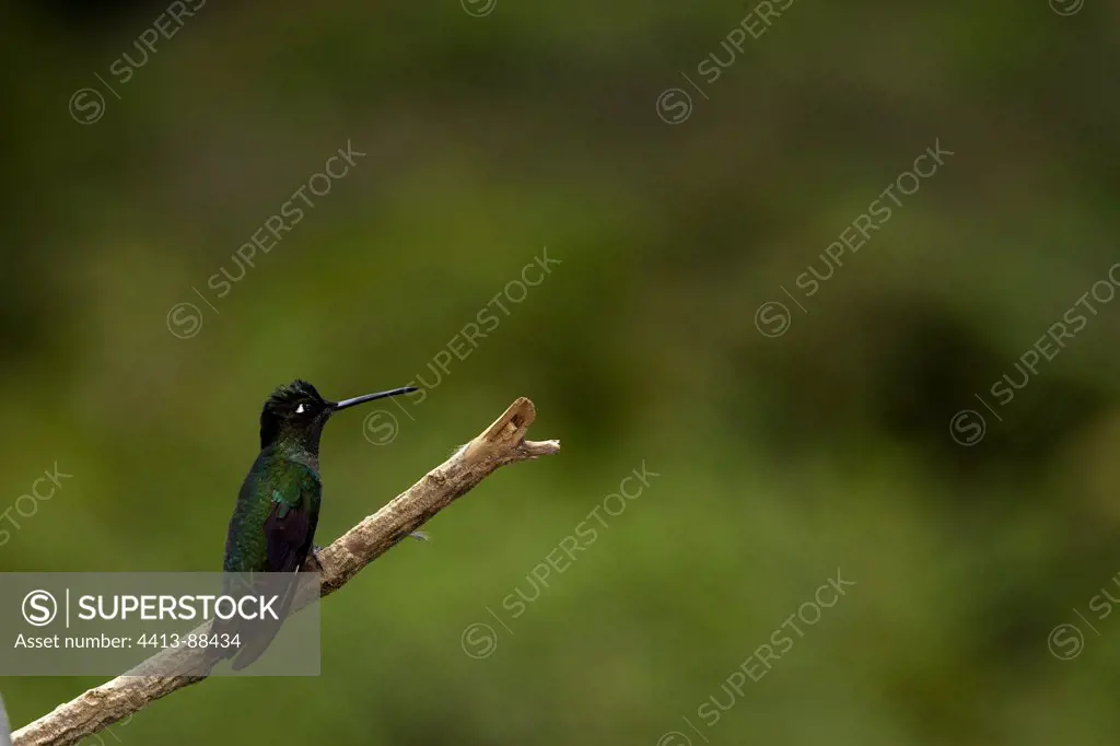 Hummingbird on a branch Costa Rica