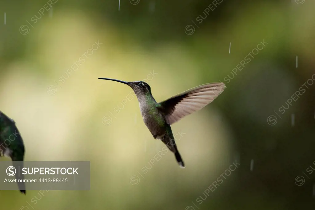 Hummingbird hovering flight under the rain Costa Rica