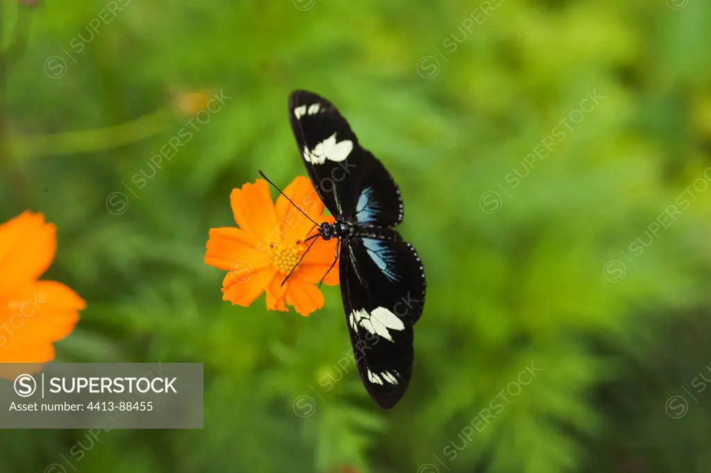 Doris Longwing butterfly Refuge Hacienda Barù Costa Rica