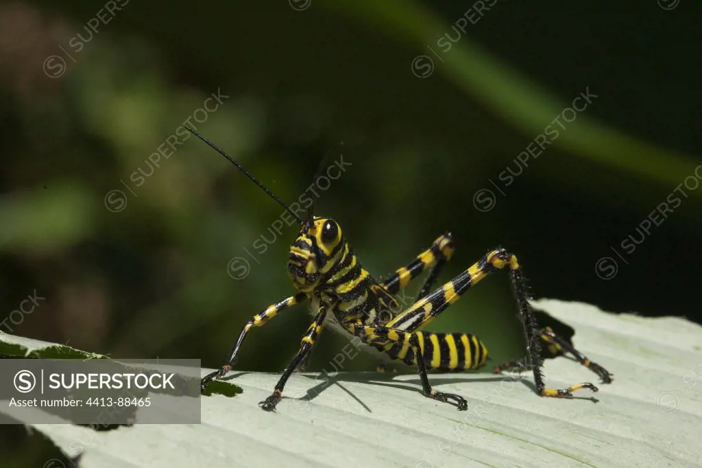 Lined Locust on a leaf Refuge Hacienda Barù Costa Rica