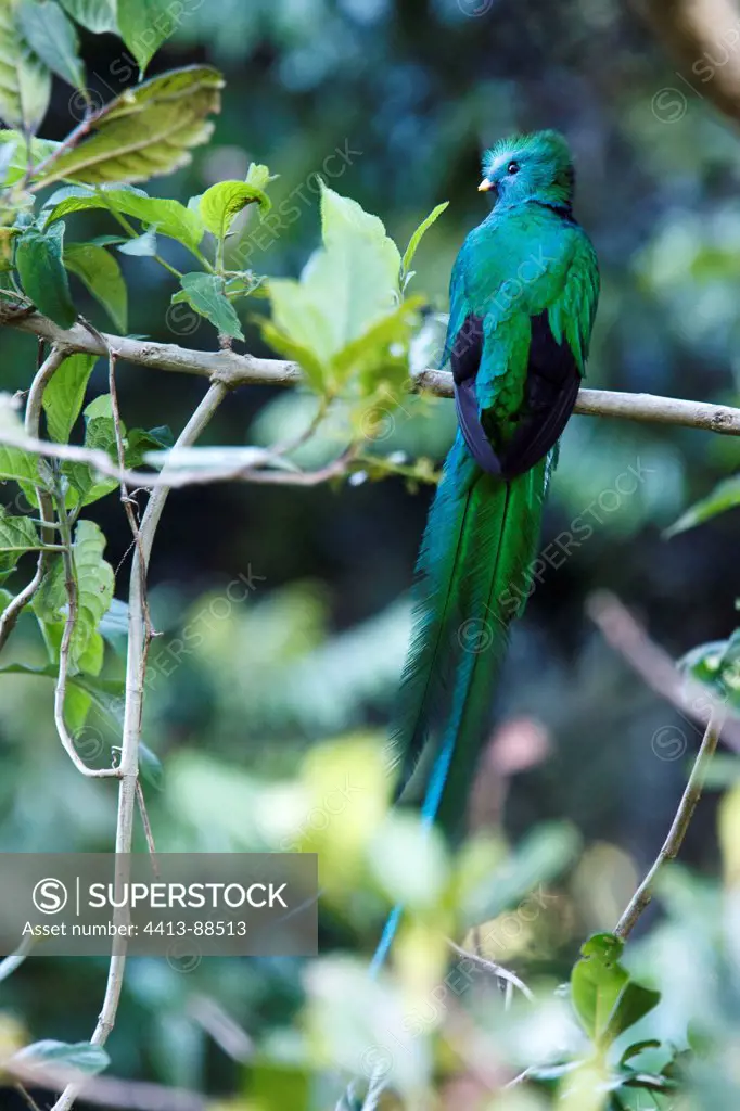 Resplendent Quetzal male on a branch Costa Rica