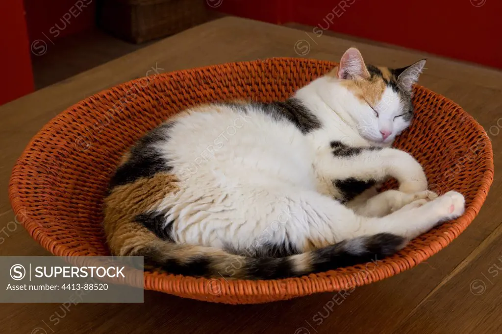 Tricolor cat asleep in a basket round France