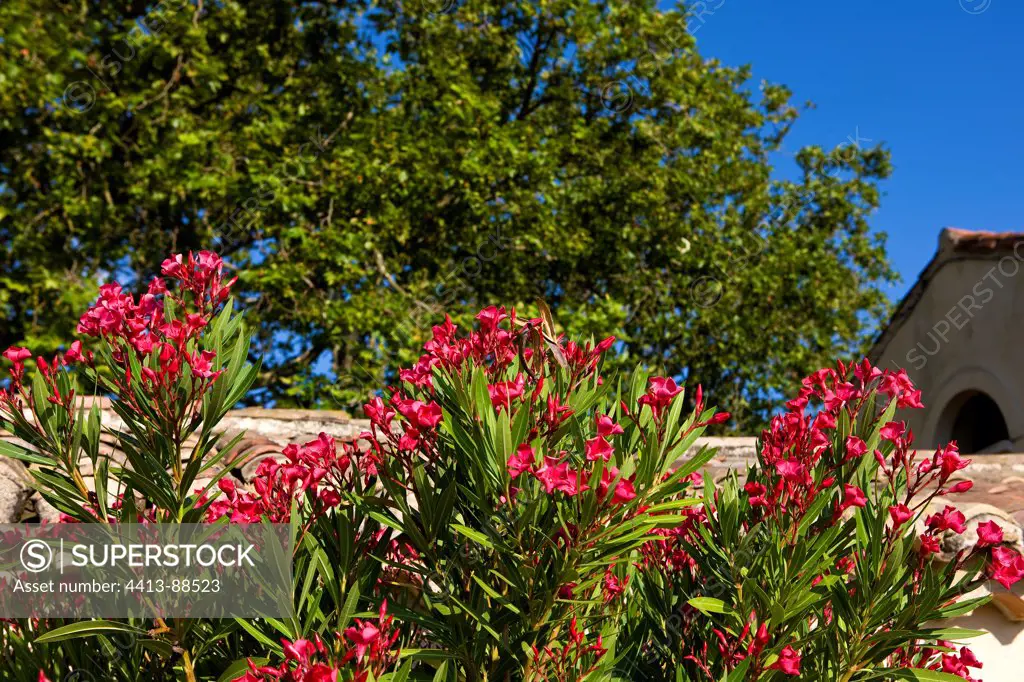 Oleander flowers Provence France