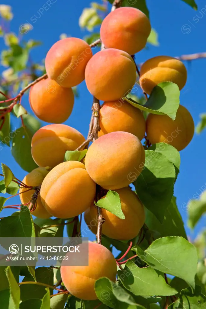 Apricots on tree Provence France