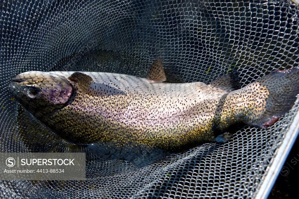 Trout farming in a net Provence France