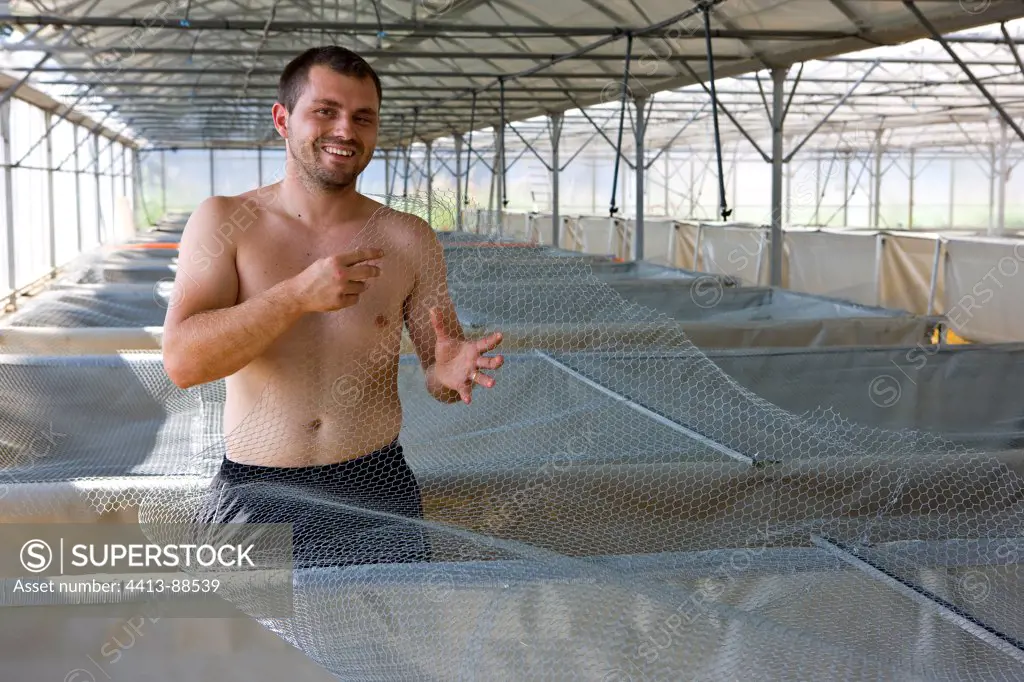 Man in breeding frogs in greenhouses France