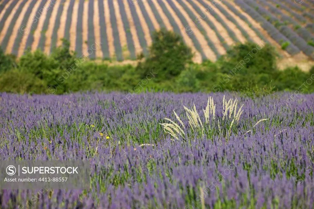 Lavender field in bloom and grasses Provence France