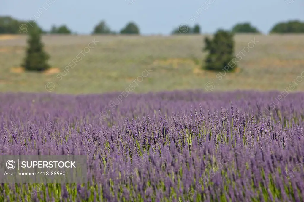 Lavender field in bloom Provence France