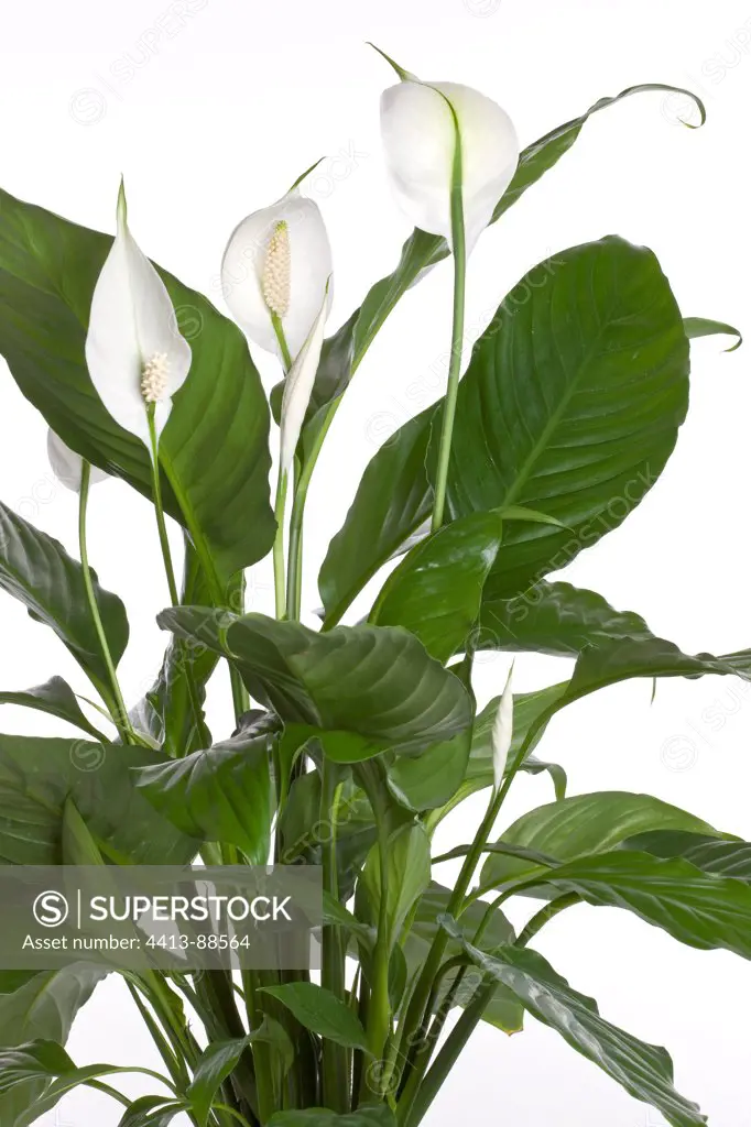 Spathiphyllum on white background