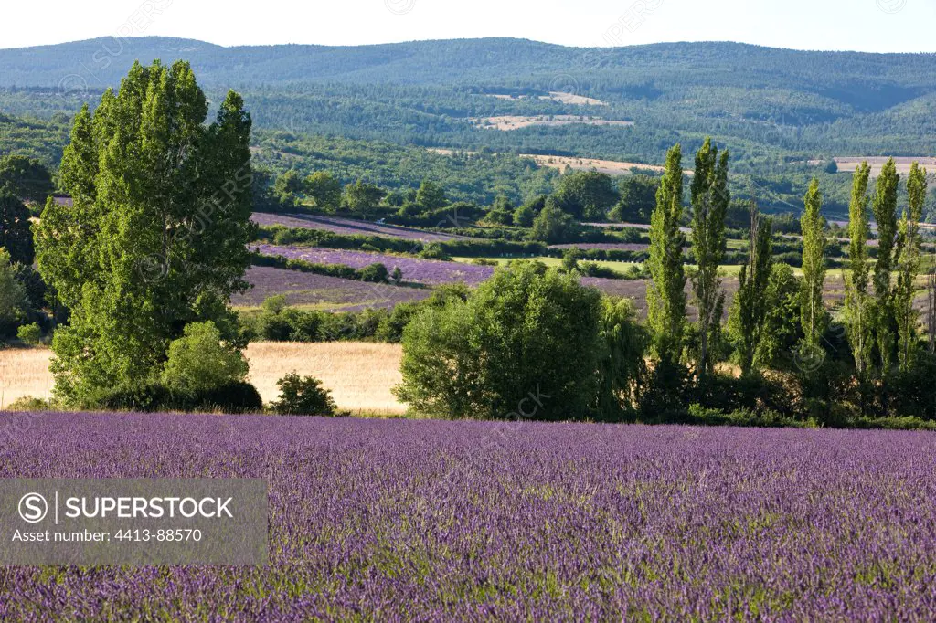Lavender field in bloom ProvenceFrance