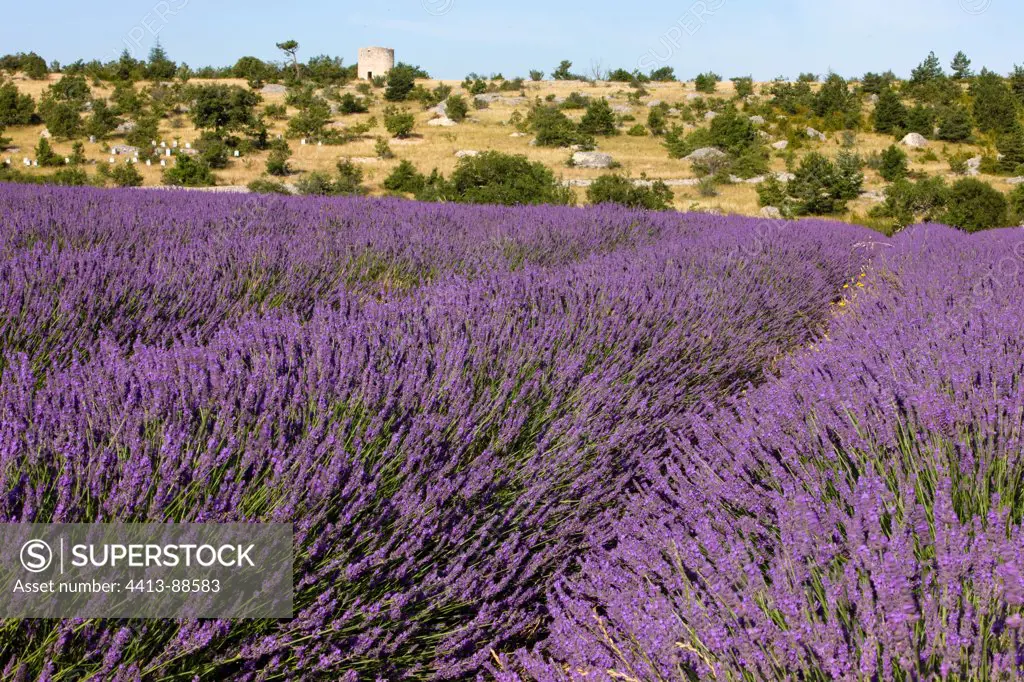 Lavender field in bloom Provence France
