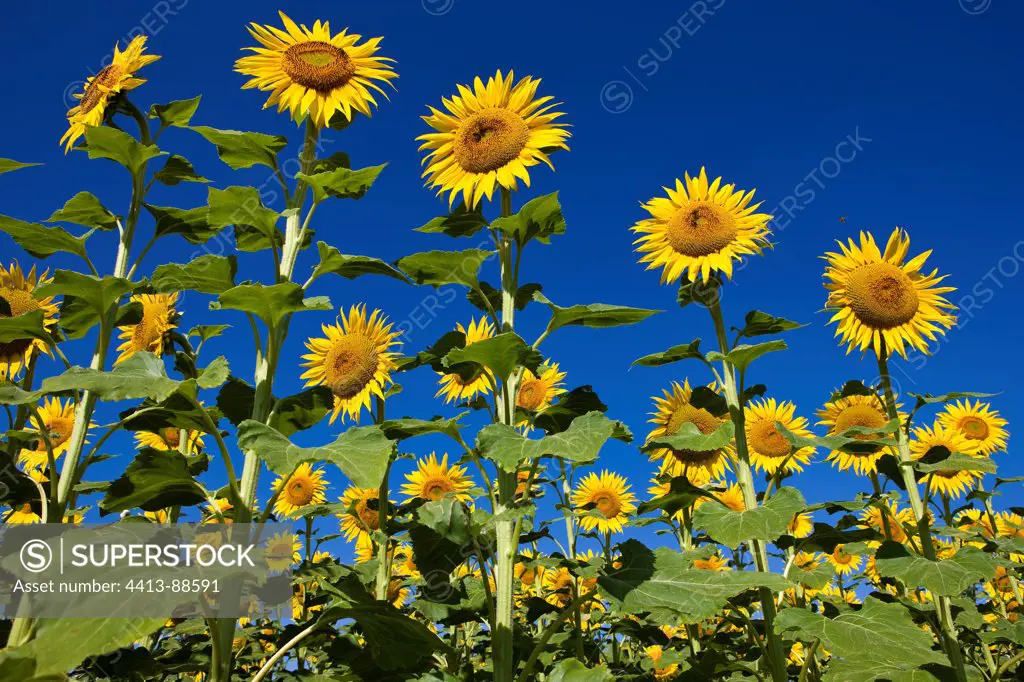 Field of Sunflowers in bloom Provence France