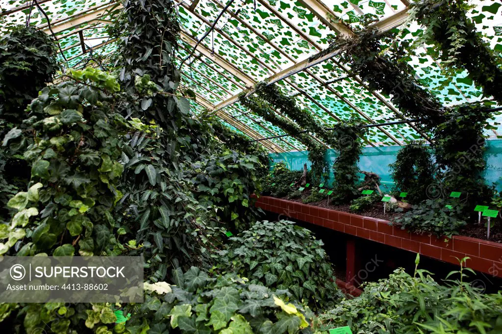 Ivy Greenhouse Botanical Garden Wrocklaw Poland