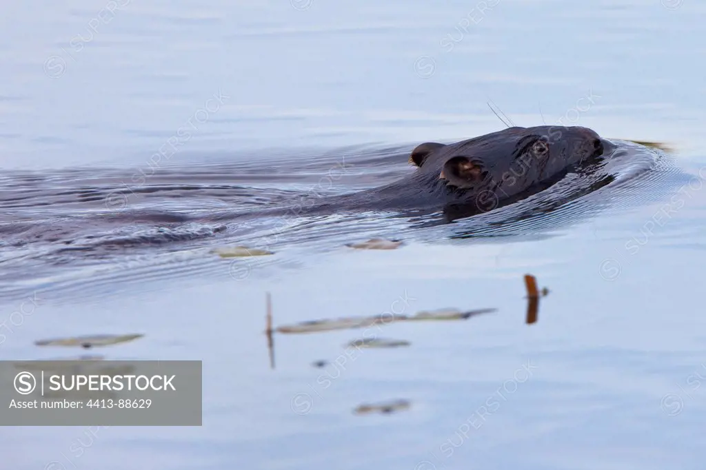 European Beaver swiming Narew National Park Poland