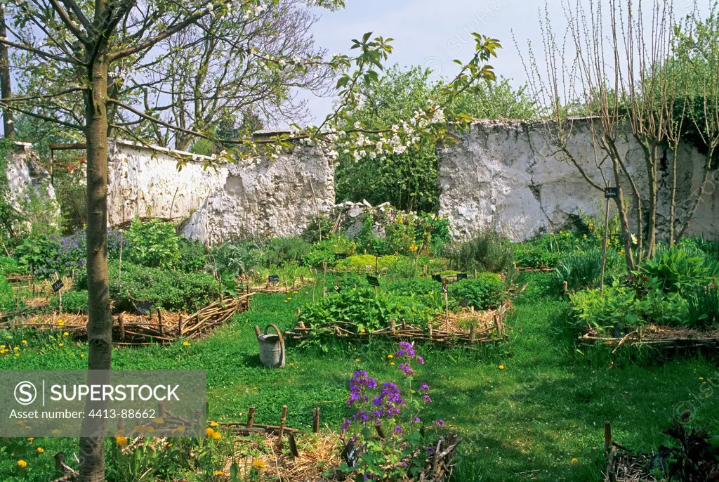 Walls with Peaches and medieval garden in Montreuil France