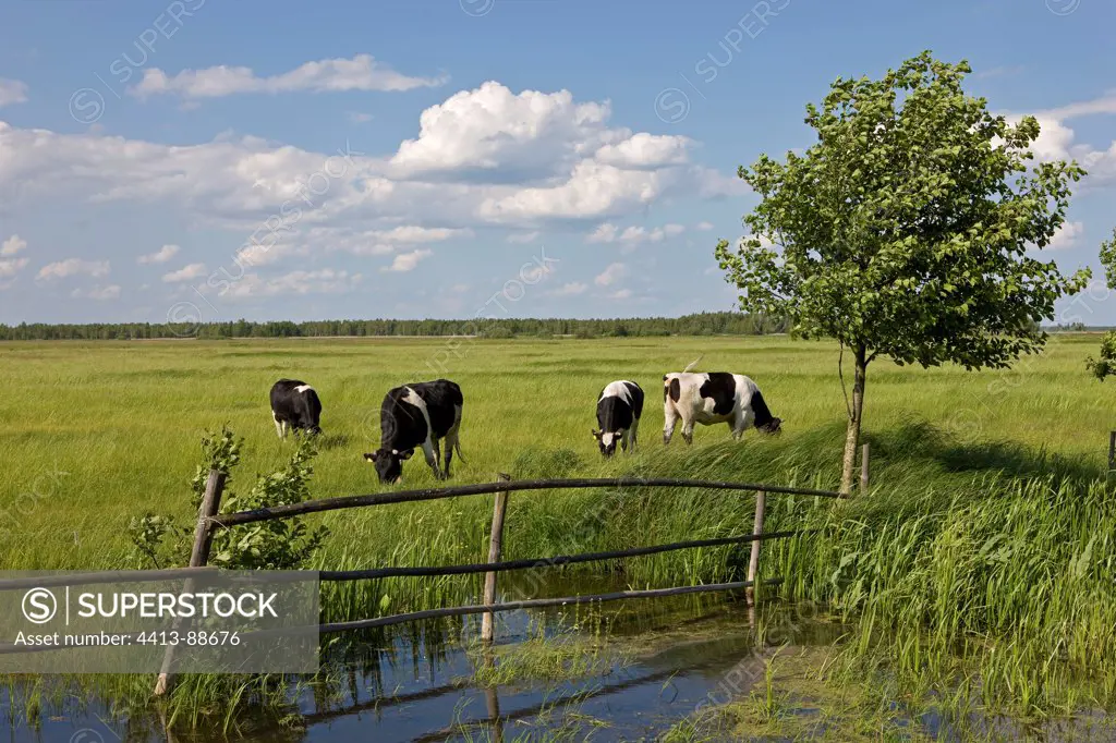 Dairy Cows grazing Biebrzanski National Park Poland