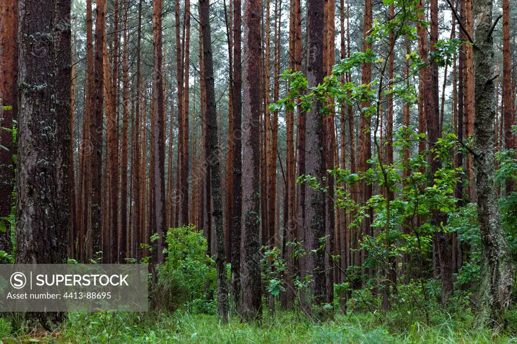 Scotch Pines forest Biebrzanski National Park Poland