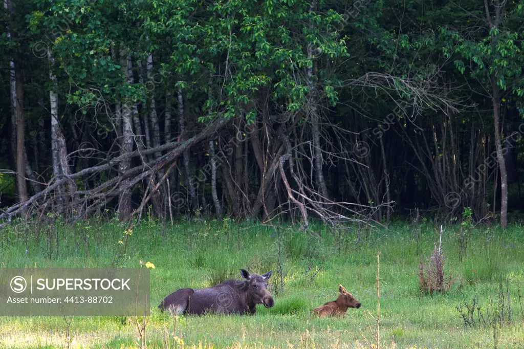 Elk female and young lying in the grass Bierbrzanski Poland