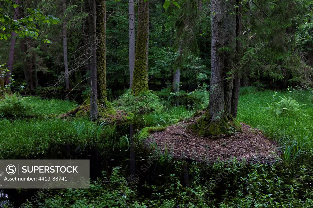 Virgin forest National Park Bialowieza Poland