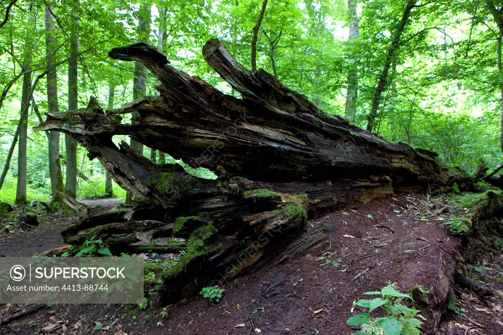Dead tree on ground National Park Bialowieza Poland