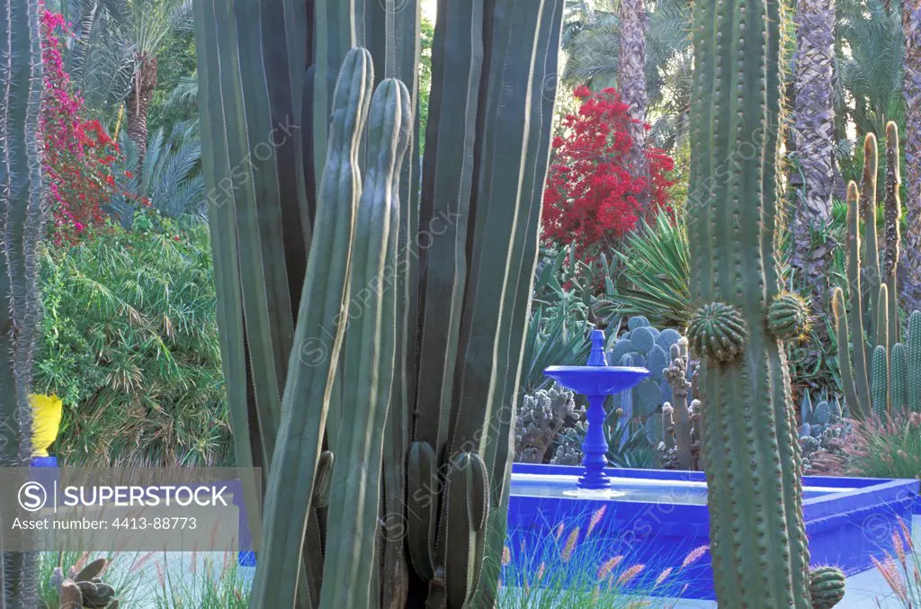 Blue fountain encircled with Cactus Garden Majorelle