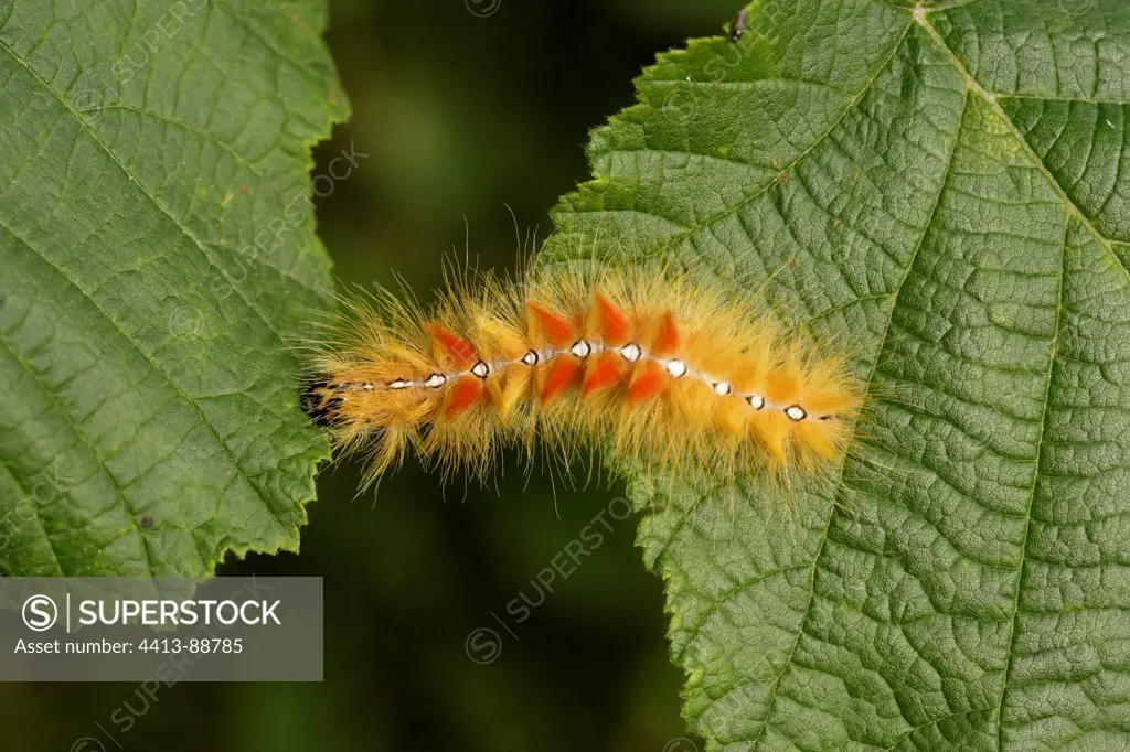 Sycamore moth caterpillar on a leaf Netherlands