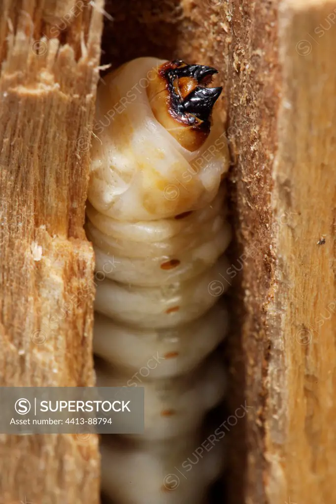 Larva of Timberman beetle in wood Aquitaine France