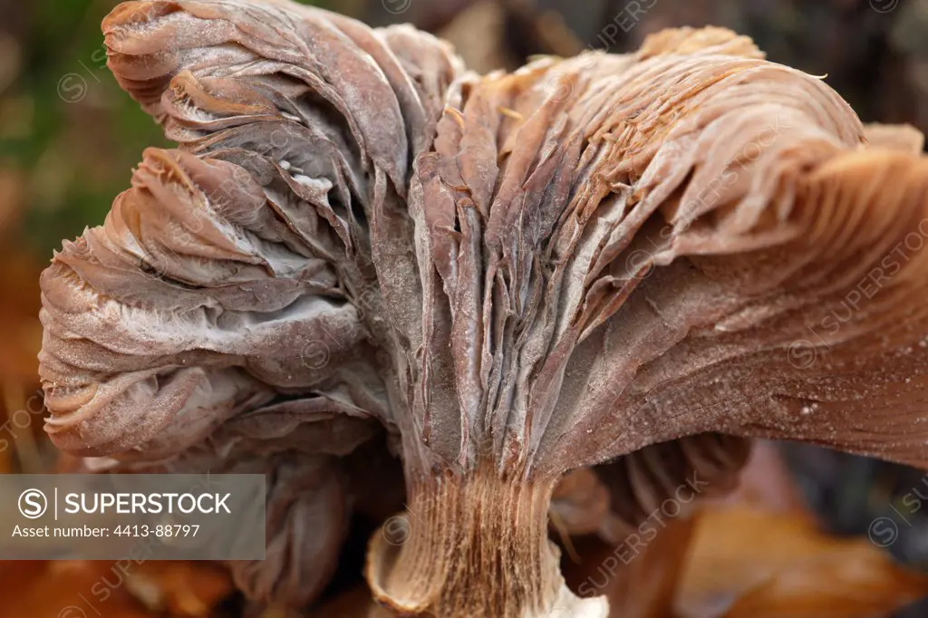 Honey mushroom decompose Netherlands