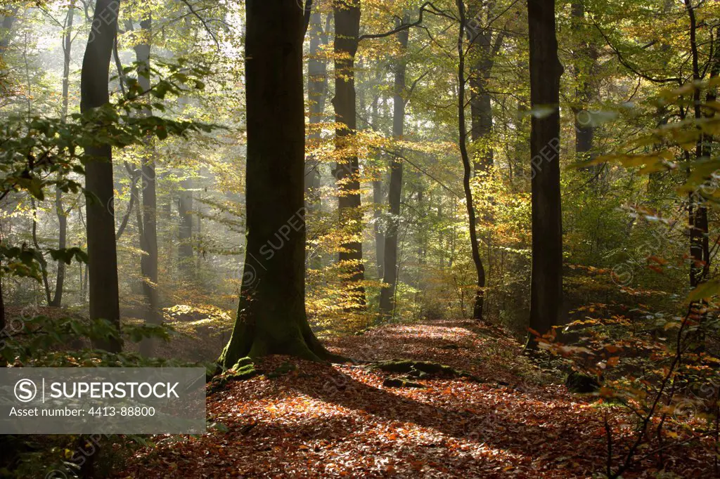 Beech in Autumn National Park De Veluwezoom Netherlands