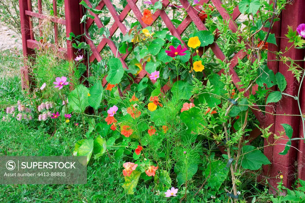 Nasturtium 'Hybrides De Loob' in bloom in a garden in summer