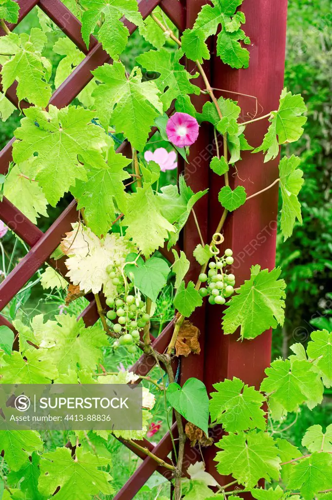 Tall morning-glory and wine grape in a garden in summer
