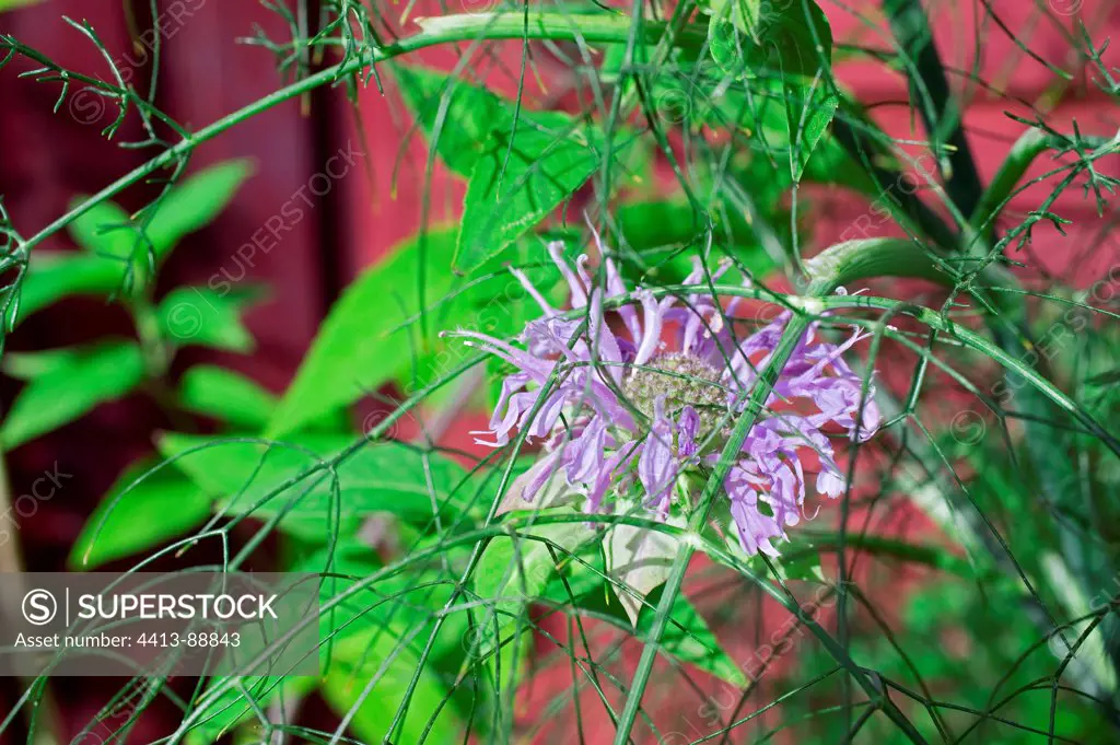 Scarlet beebalm 'Elsie's Lavender' in bloom in a garden