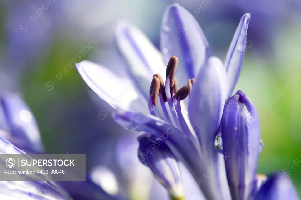 Dew on Agapanthe 'Blue Triumphator' flower in a garden