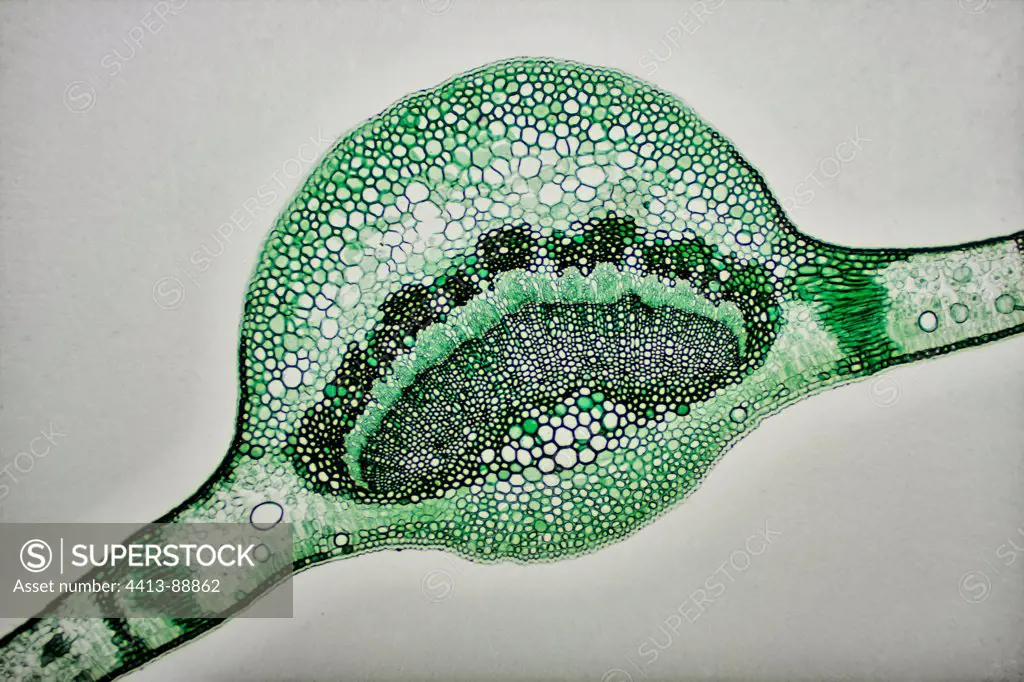 Cross section of Sweet bay leaf