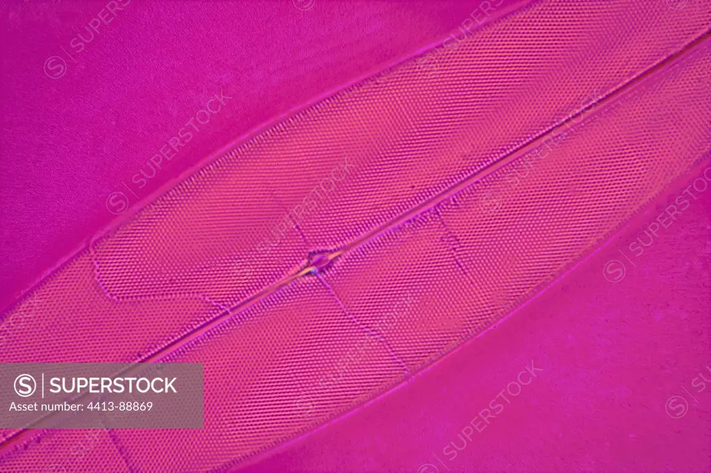 Diatom Pleurosigma