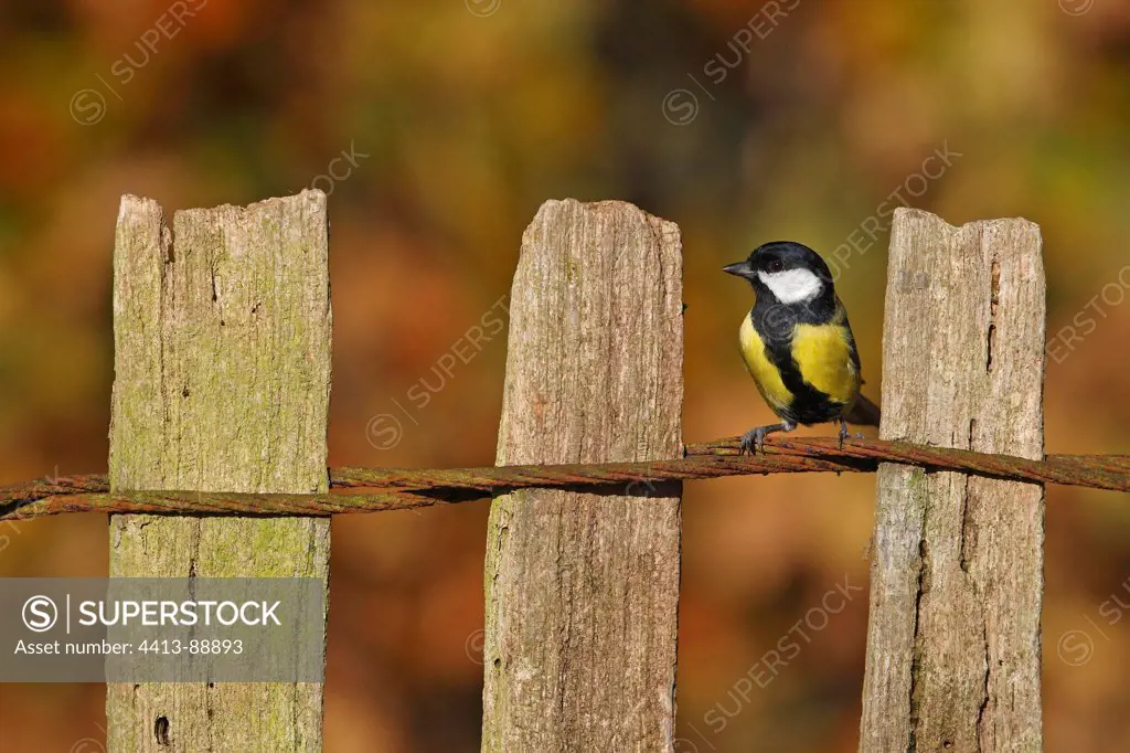 Great tit standing on a fence in autumn Great Britain