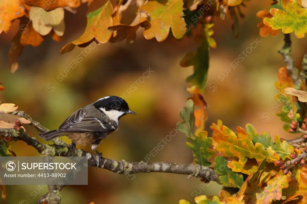 Coal tit in an oak in autumn Great Britain