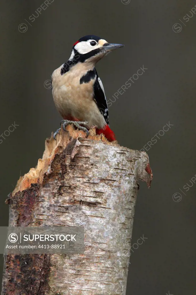 Great spotted woodpecker on the trunk of a broken birch GB