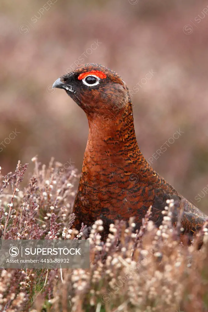Male Red grouse in the heathers Scotland