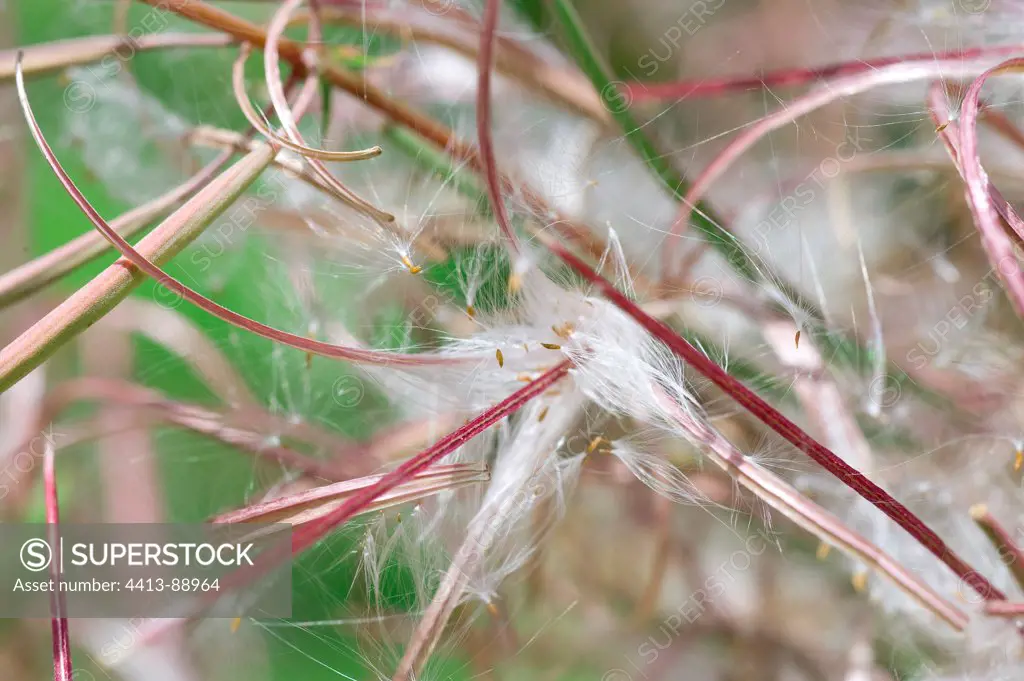 Aigrettes of fireweed